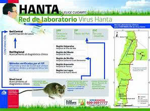 Hình ảnh tin tức VIRUS HANTA – HIỂM HỌA TỪ LOÀI GẶM NHẤM